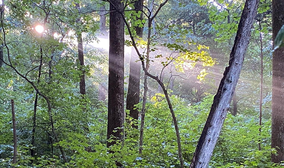 Lincoln Boyhood National Memorial forest Rays of sunshine peeking through the canopy of a forest thick with green leaved trees.