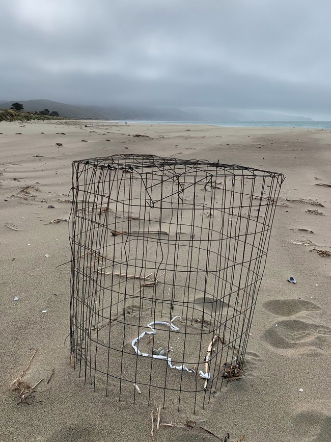 Mesh fencing around a snowy plover nest, with a dark turquoise ocean and moody gray sky beyond.