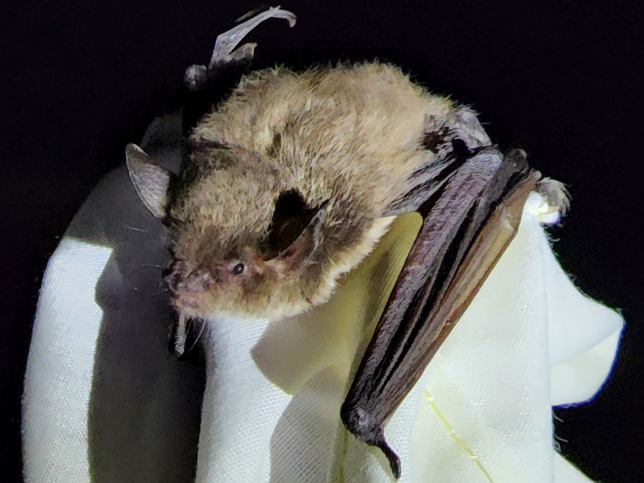 Yuma myotis Small brown bat with round ears and small dark eyes.