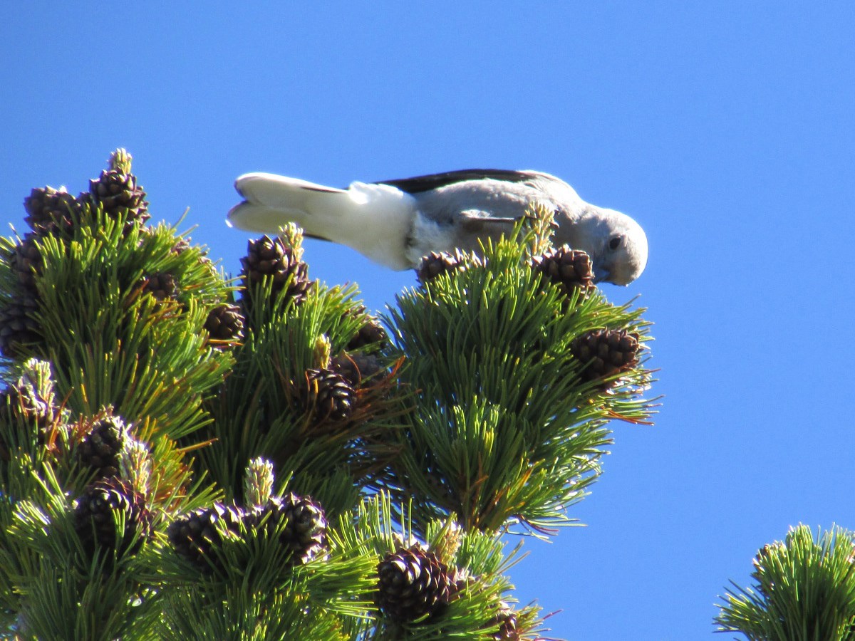 Gray and white bird with black wings perched on pine branches with beak aimed at purple-brown cones on the tip of a branch.