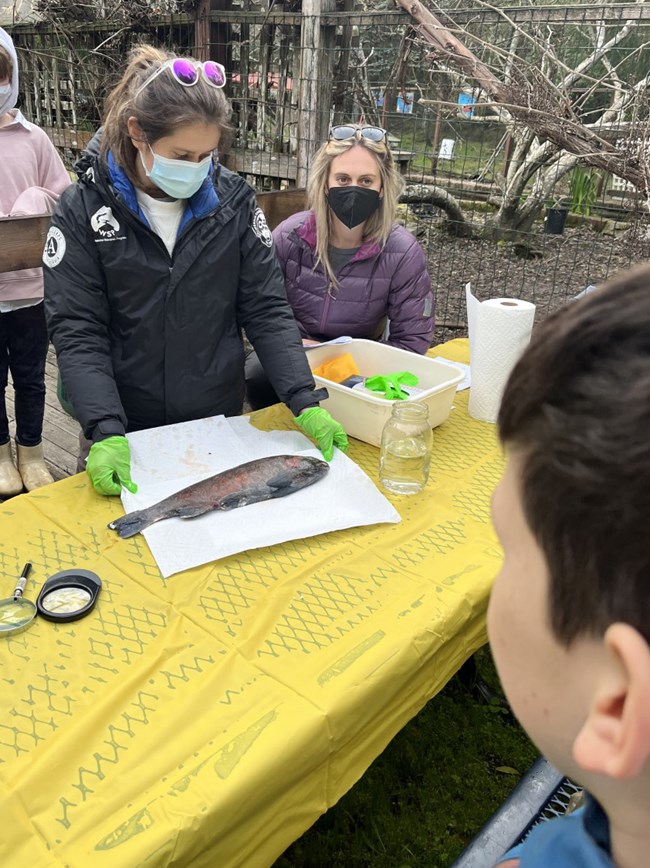 Lizzie teaching Person laying out a large fish on an outdoor table for a class to dissect.