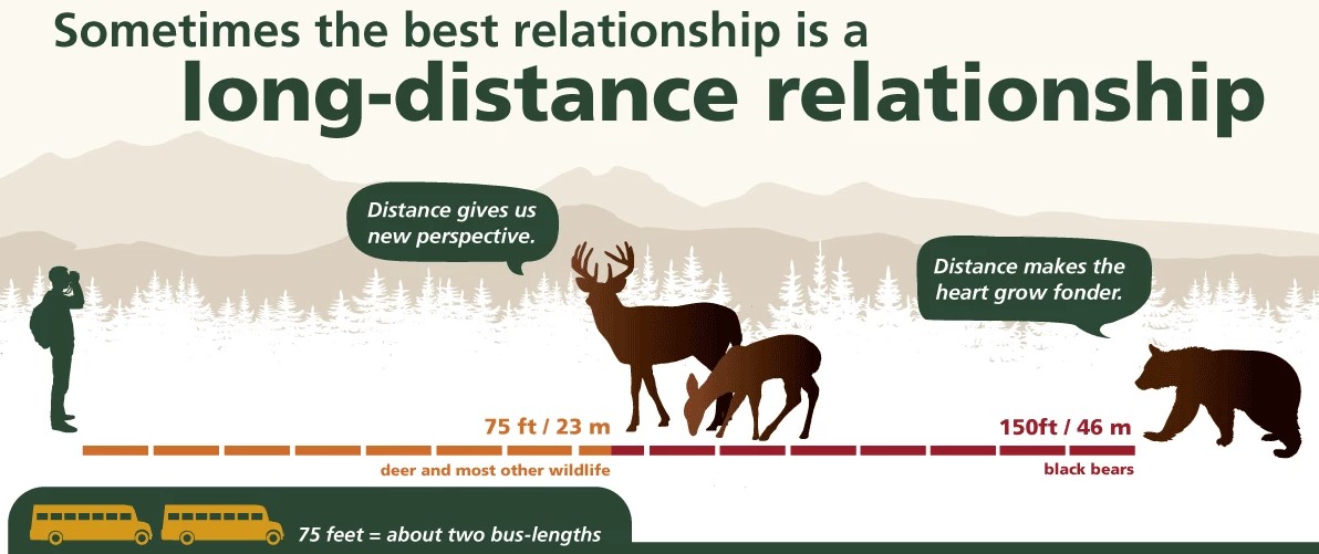 An infographic showing how a person should be 75 feet away from deer and most other wildlife