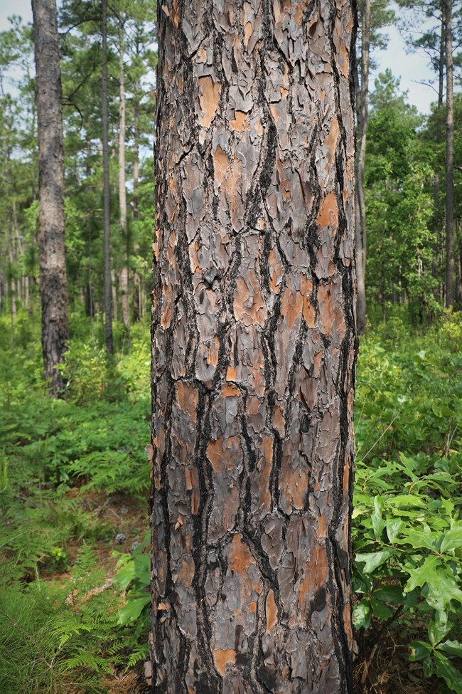 Rough, textured bark on an evergreen tree in lush, fern-filled woods.