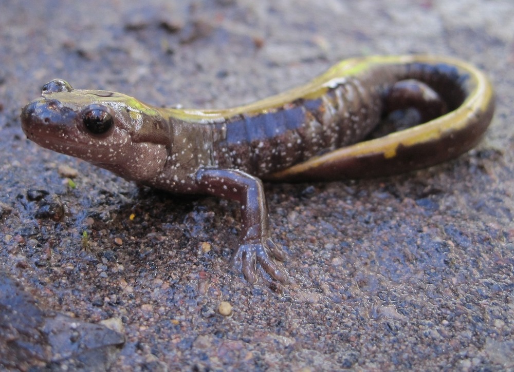 A close-up of a smooth, lizard-like creature with brown, moist skin and white speckles. A yellow streak down its back extends into its tail, which is curled around its side.
