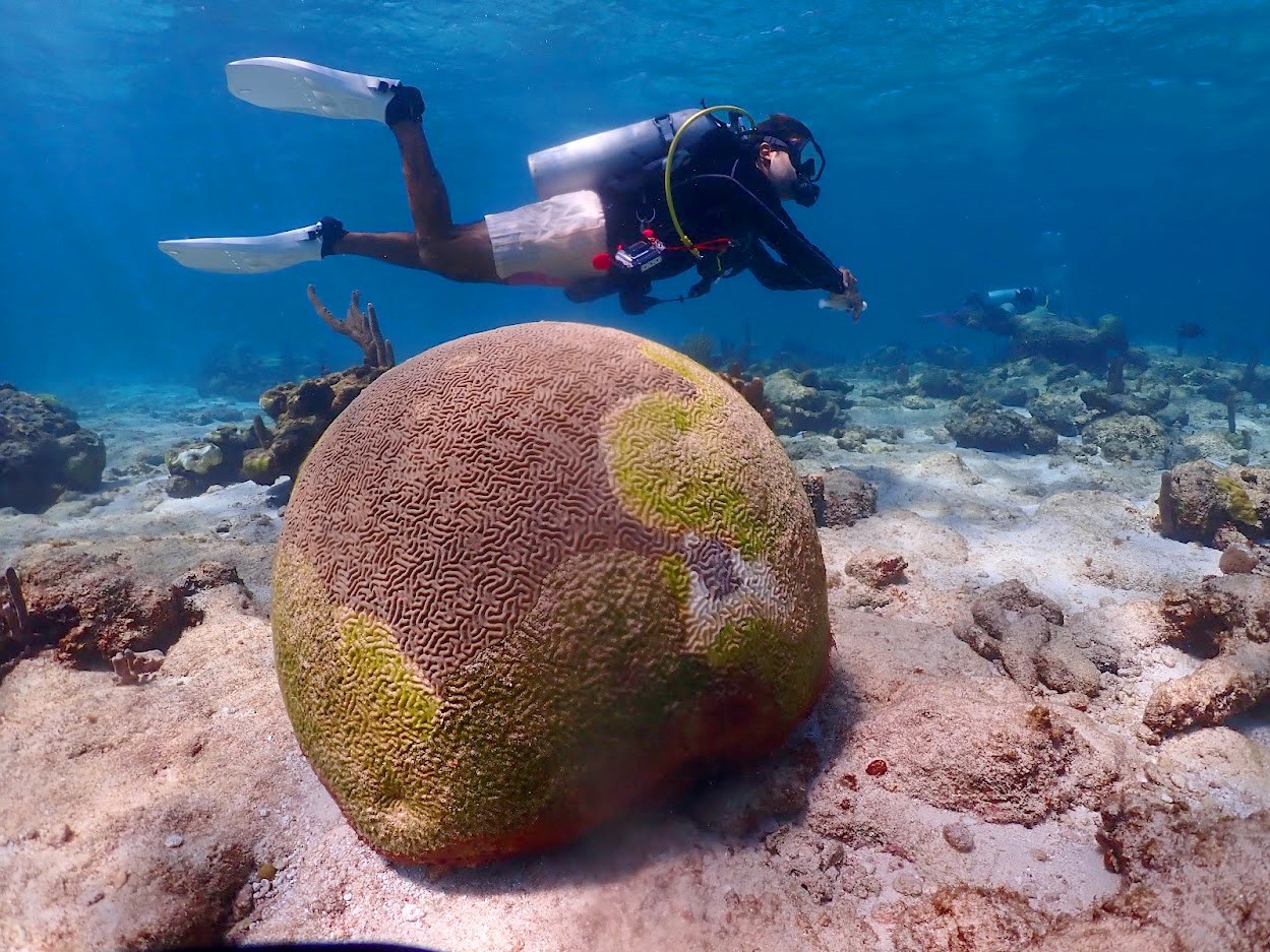 A diver swims past a heavily diseased brain coral in a blue ocean.