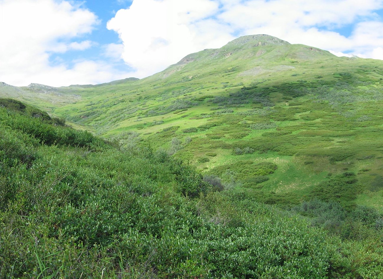 A green meadow in the alpine.