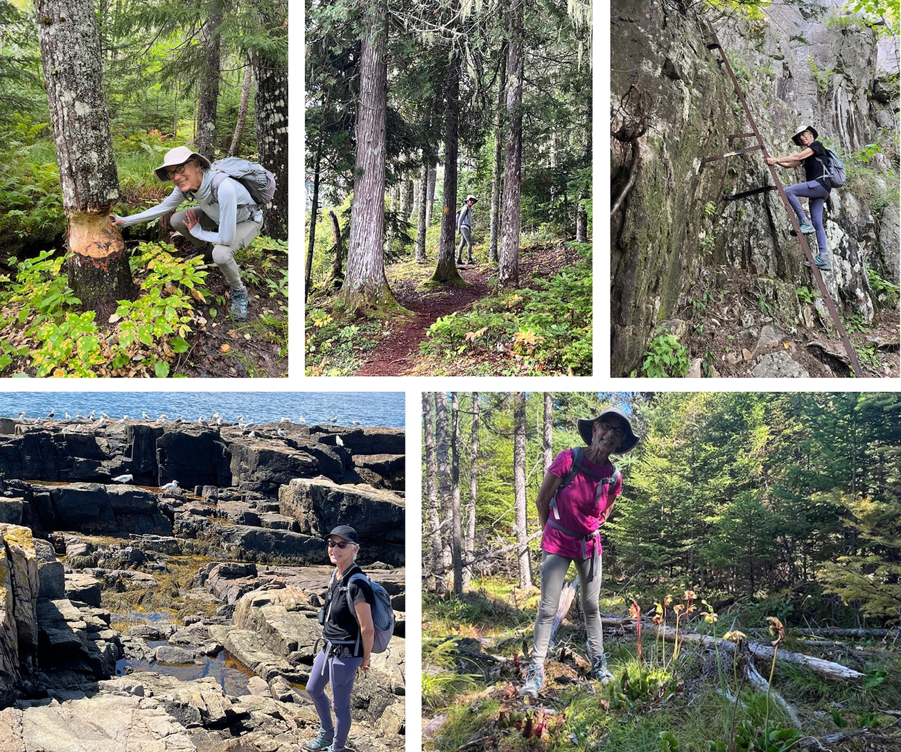 Five snapshots of artist Lorraine Bubar exploring Acadia trail and coastline settings Five snapshots of artist Lorraine Bubar exploring Acadia trail and coastline settings