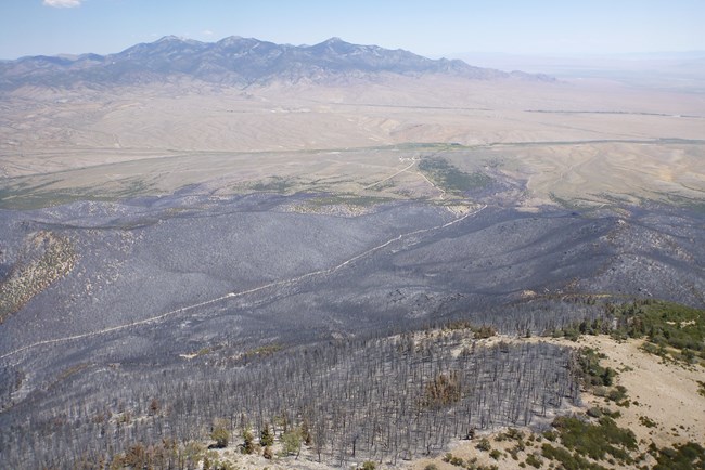 aerial photo of burned trees