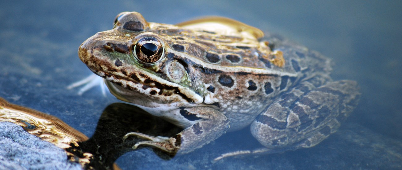 A green and brown frog with black spots and stripes half submerged in water standing on a rock.
