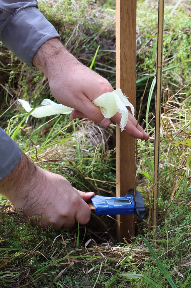A ranger's hands hold a young tree upright next to a ruler while also measuring the tree with calipers. In the left hand are small mesh tubes.