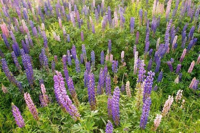 A field of lupine flowers