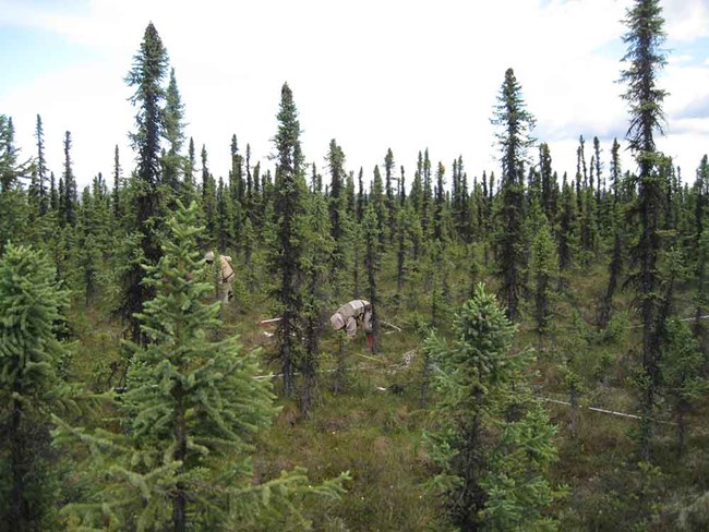 Scientists measuring a vegetation monitoring plot. The plot is dominated by black spruce.