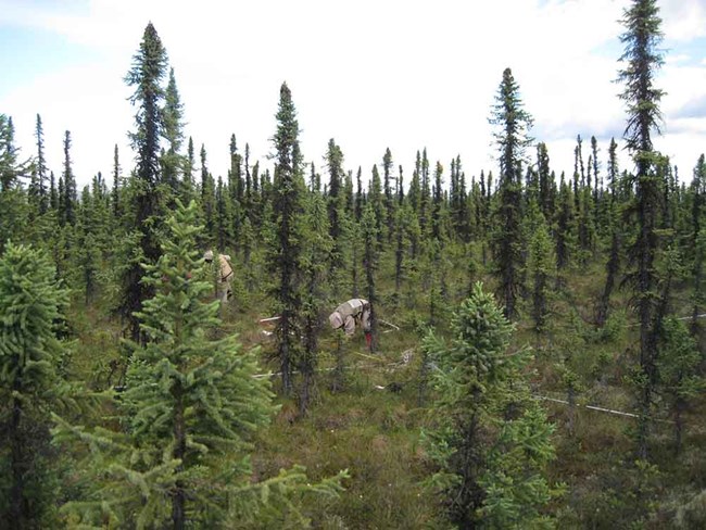 Lw_Moose_IMG_0179_web Scientists measuring a vegetation monitoring plot. The plot is dominated by black spruce.
