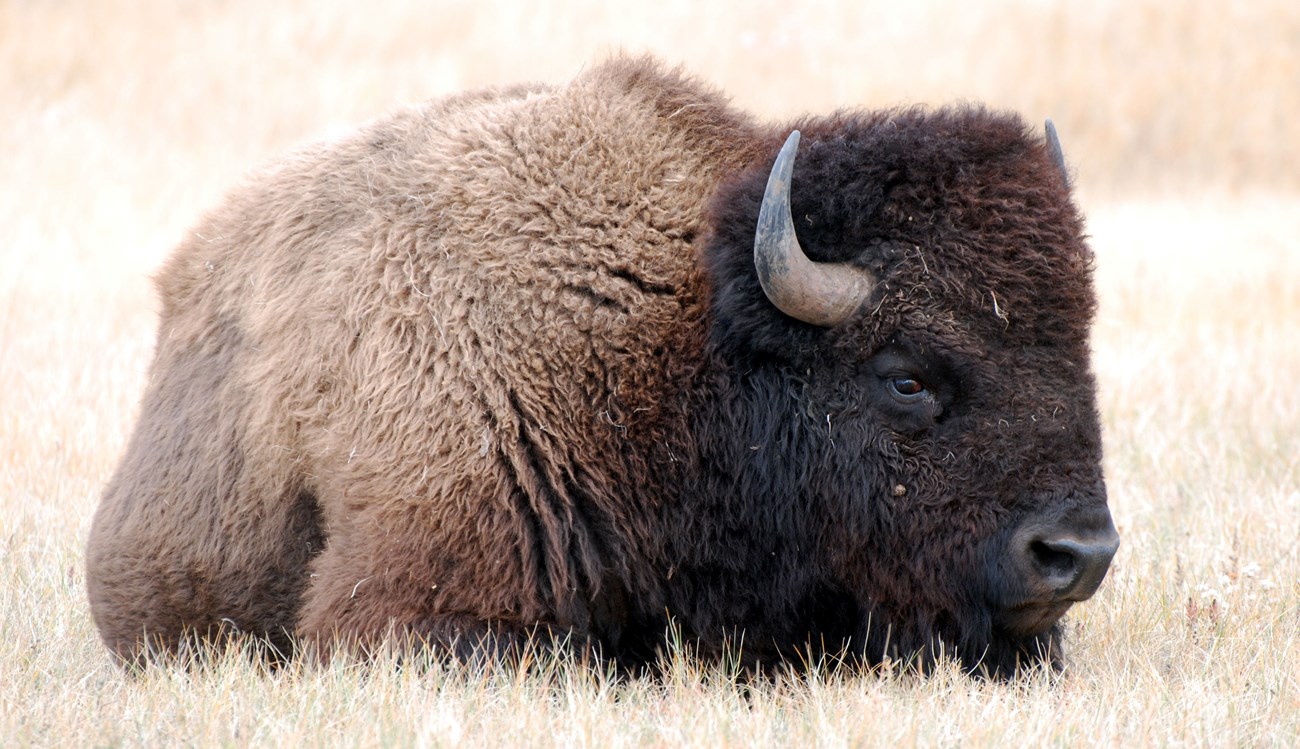an adult bison with a curly coat lying in a yellow grassy field