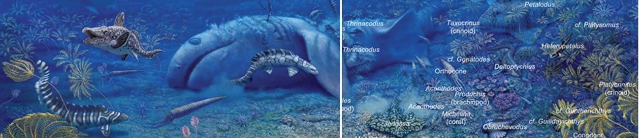 An image of prehistoric marine life cut in half with many creatures identified on the right half