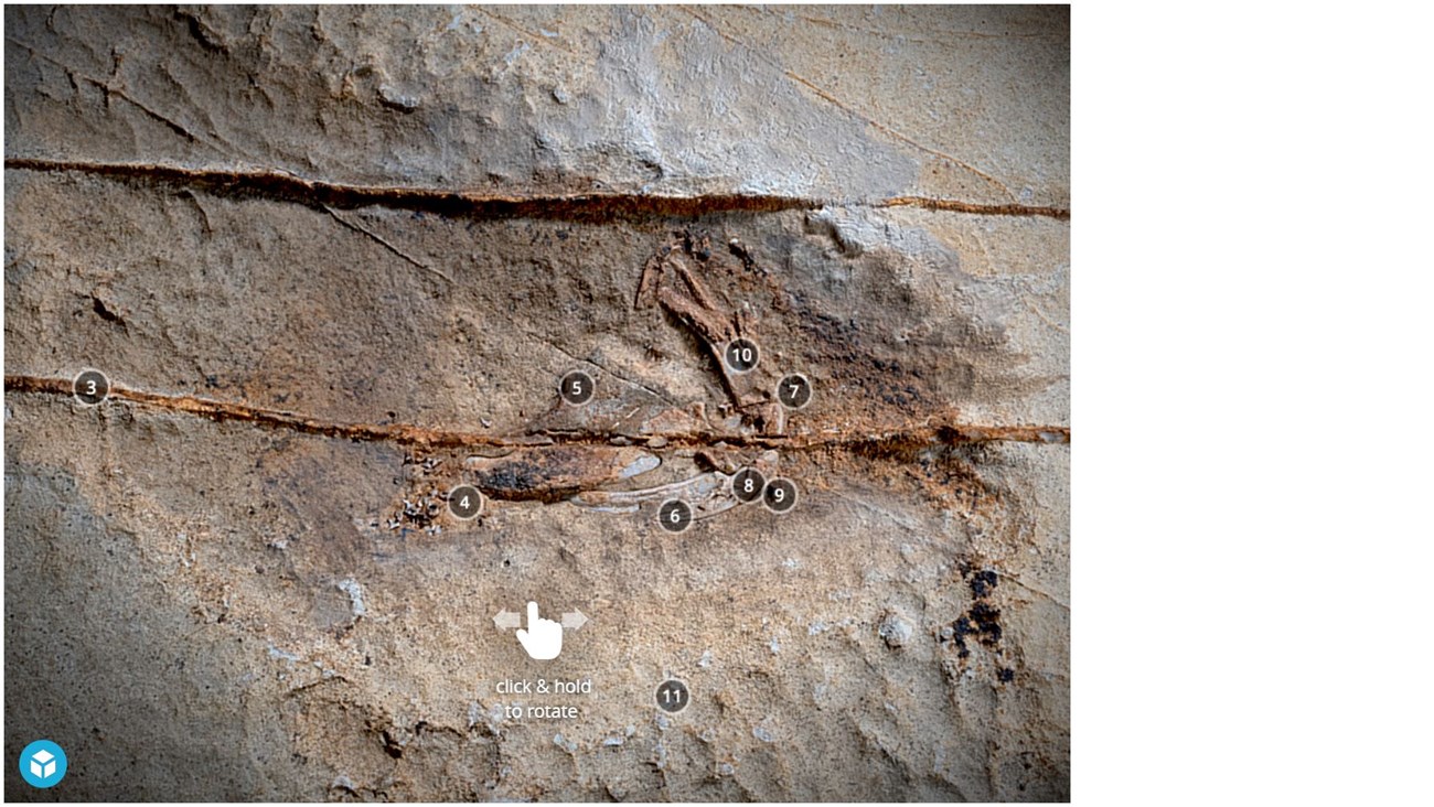 3d model of a cave wall with fossils on the surface