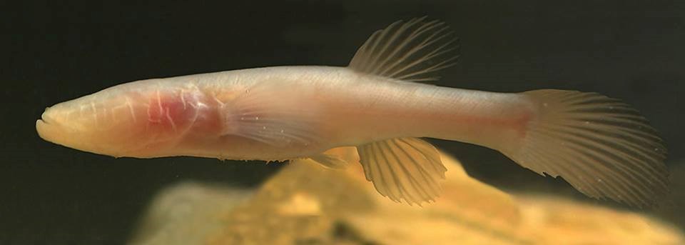What Do You Call A Fish With No Eyes? Exploring the World of Blind Fish