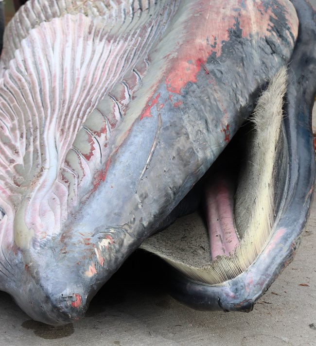 A close-up showing the brush-like, thick, white baleen on the inside of a dead whale's mouth.