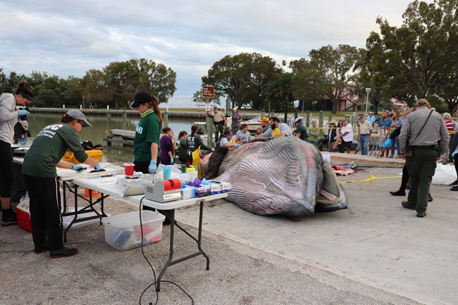 Scientists study a dead whale lying on a boat ramp while park visitors watch