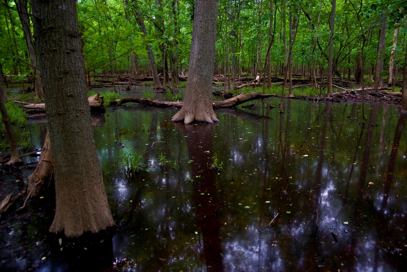 Trees standing in water in a vernal pool