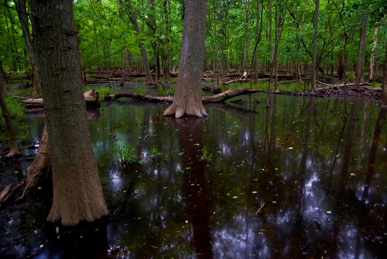 Vernal pool Trees standing in water in a vernal pool