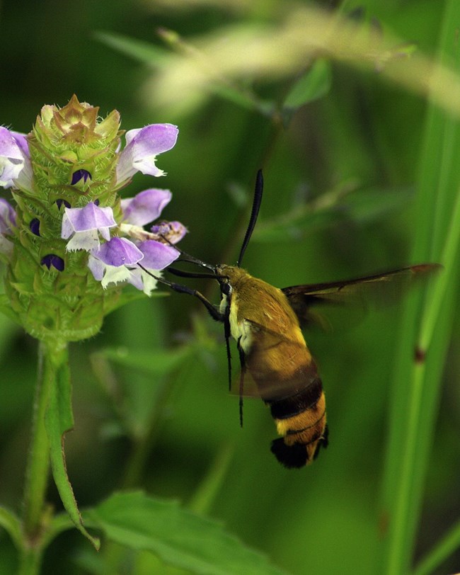 a hovering bumblebee moth reaches its probiscus toward a purple flower