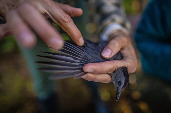 a gray bird is held in human hands with one wing splayed out