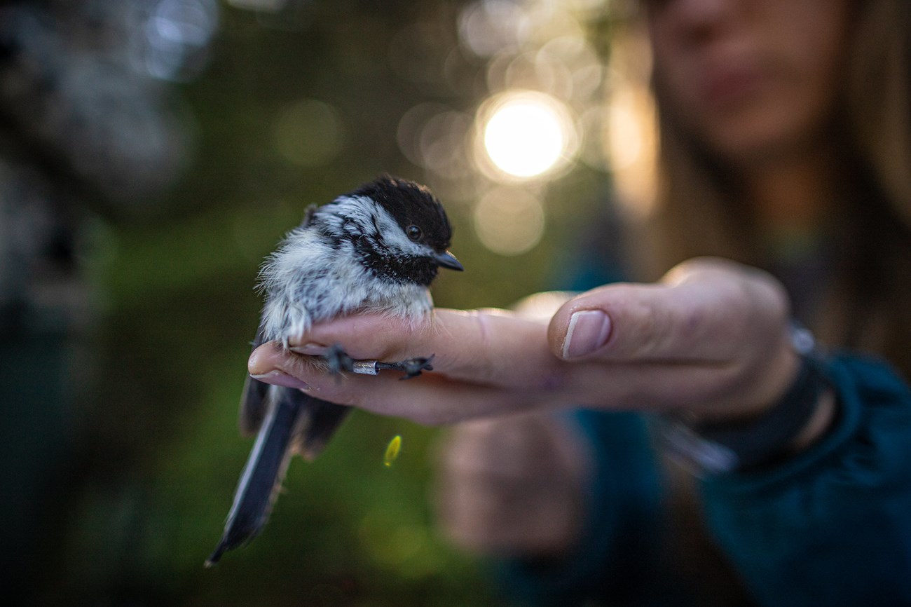 MAPS chickadee A black and white bird held in the palm of a human hand.