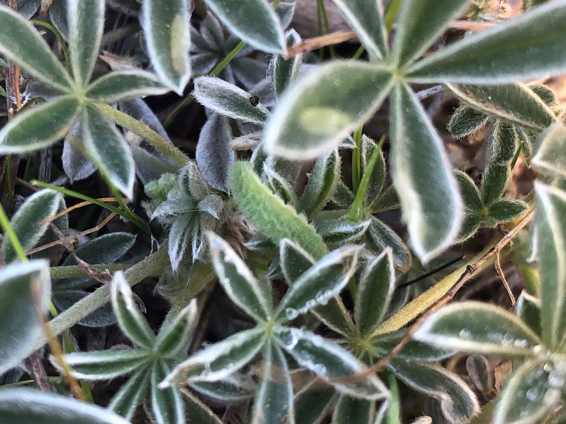 Camouflaged green larva on lupine leaves.