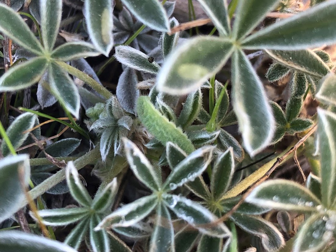Mission blue butterfly larva Camouflaged green larva on lupine leaves.