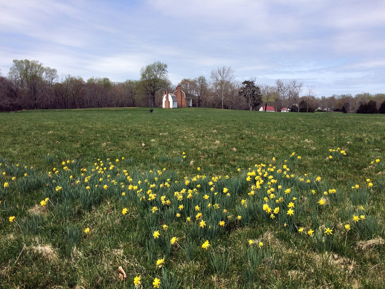 Mansion Exterior, Daffodils Daffodils in field by Mansion