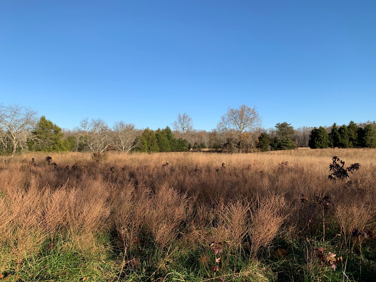 Field North of Manion Road Field North of Mansion Road