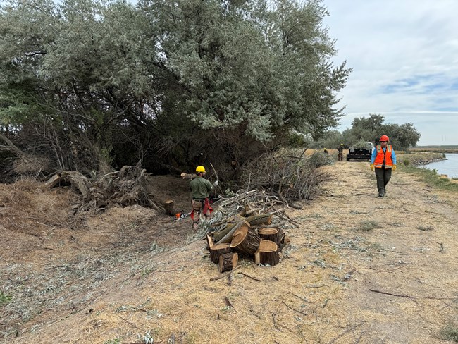 Two people cleaning up trees in an open field.