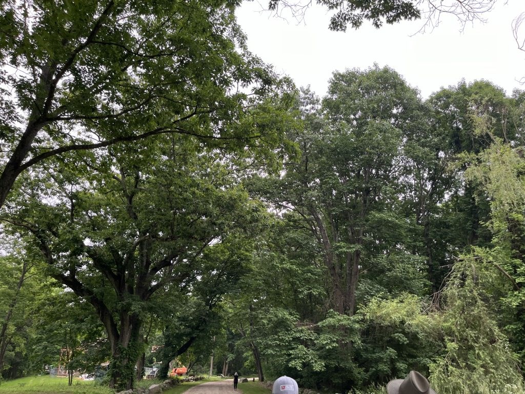a paved trail lined with lots of leafy green trees.