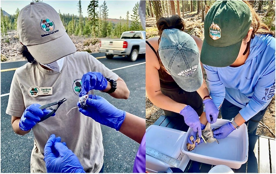 MISJacqueMcKayEarTaggingDeerMouse,SIPMelissaDeLeonFleaCombing SquirrelAtLAVO-NPSHannahThomas Women wearing sanitary gloves carefully working with small animals.