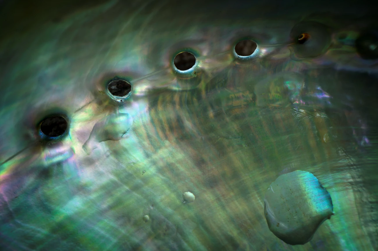 Black abalone Iridescent shell fills the frame with 6-7 respiratory holes across the edge.