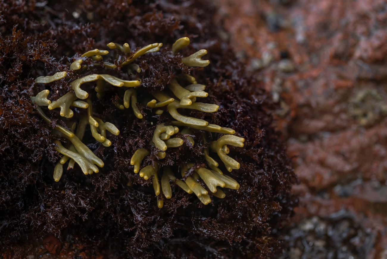 A closeup shot of a juvenile rockweed on a rocky substrate A closeup shot of a juvenile rockweed on a rocky substrate