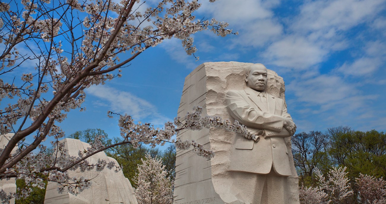 Cherry blossom branches in front of a large statue of Dr. Martin Luther King Jr.