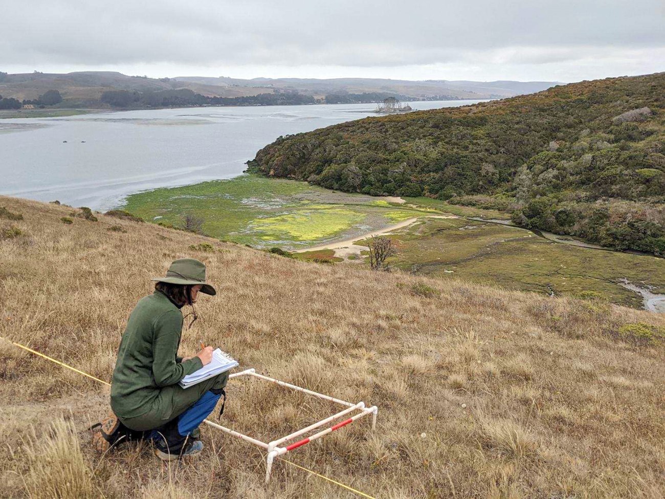 Identifying grassland plants in a plot Uniformed NPS staff kneeling beside a plot of grassland overlooking Tomales Bay, recording data with a clipboard.