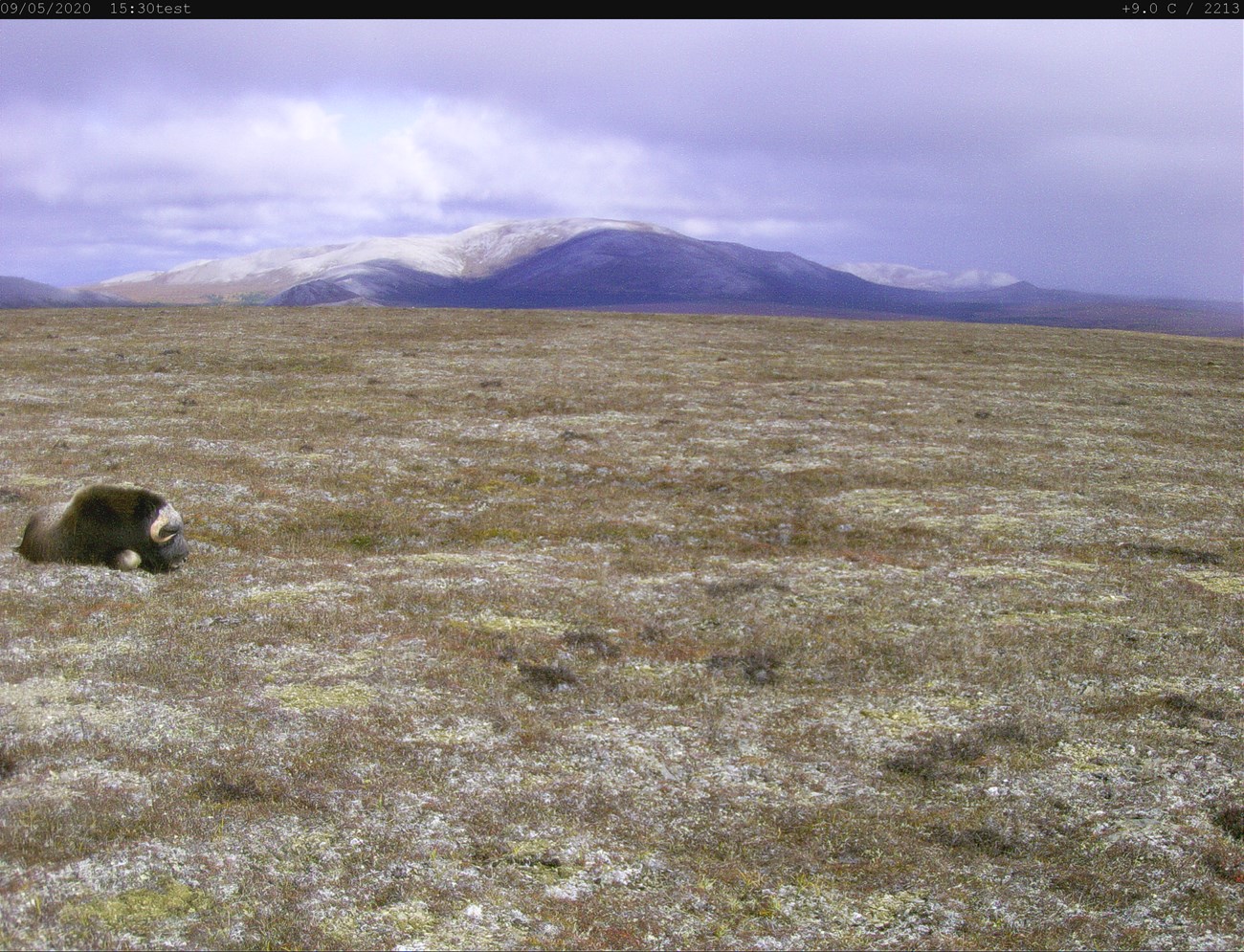 Muskox lying on tundra with a mountain in the background under overcast sky
