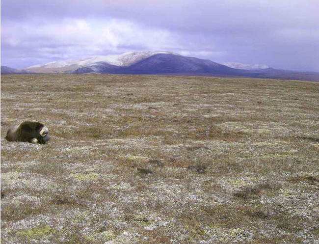 A muskox naps in the Arctic tundra.