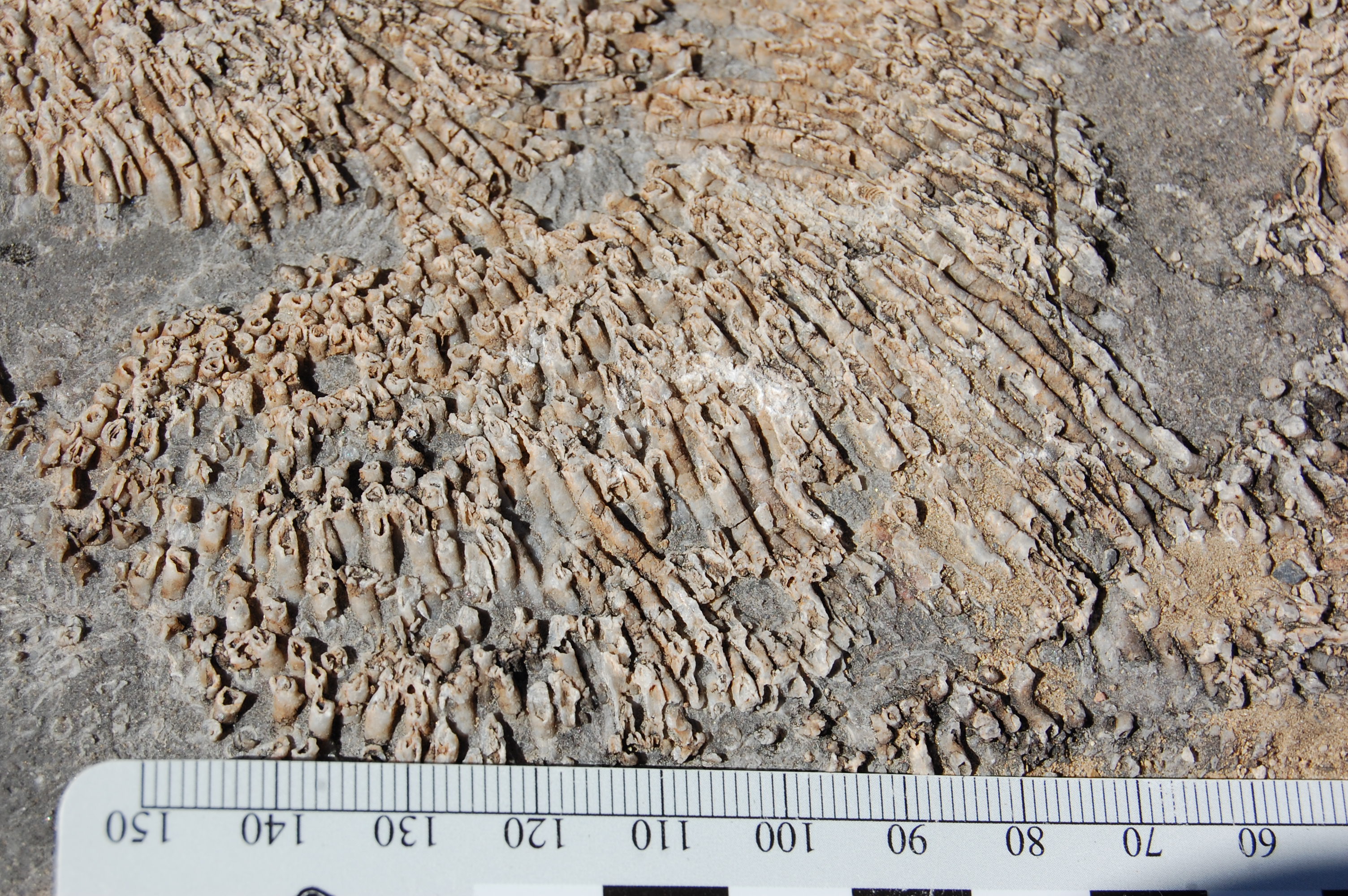 Mojave National Preserve Paleontological Resource Inventory (U.S.