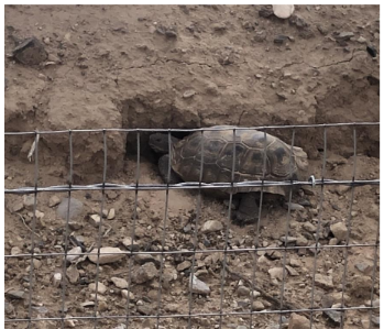 A tortoise behind fence.