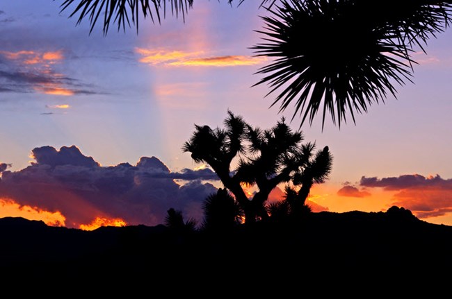 Joshua tree backlit by a sunset Joshua tree backlit by a sunset