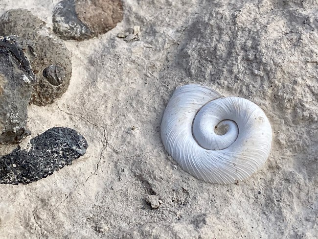 A light-colored spiral-shaped snail fossil embedded in soil.