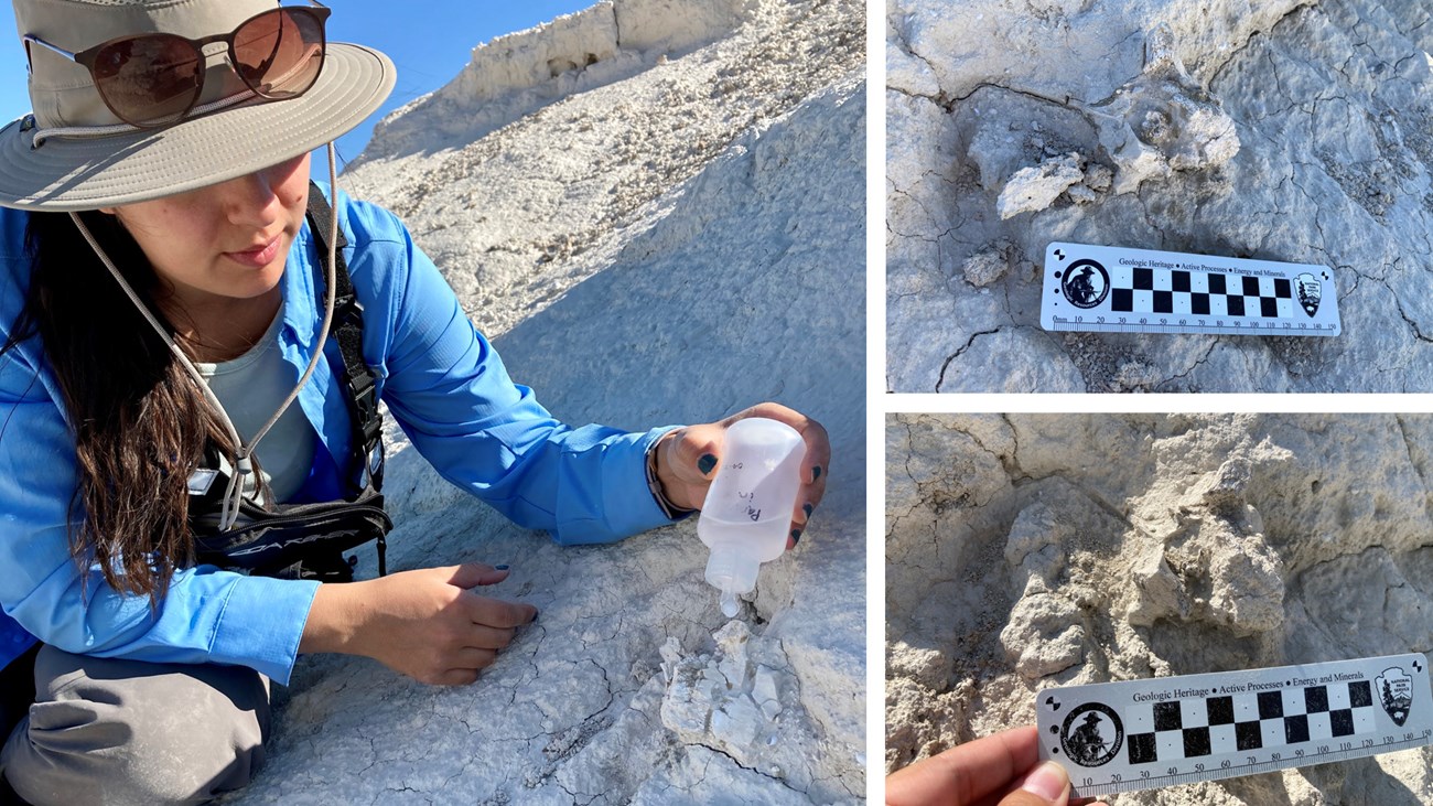 Left image: woman in field applies special glue to a fossil. Right: Same fossil vertebrae shown in 2020 and 2021, indicating amount of erosion that can occur over time around fossils, leading to deterioration.