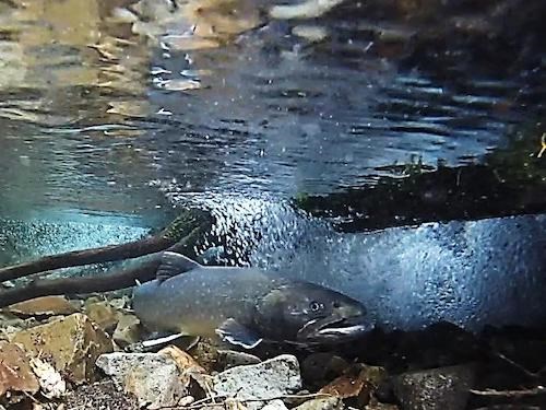An underwater photo of a large trout hovering over a rocky stream bed next to an underwater log.