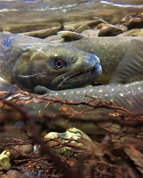 Bull trout Underwater photo showing a closeup of the head of a trout swimming between two other trout.