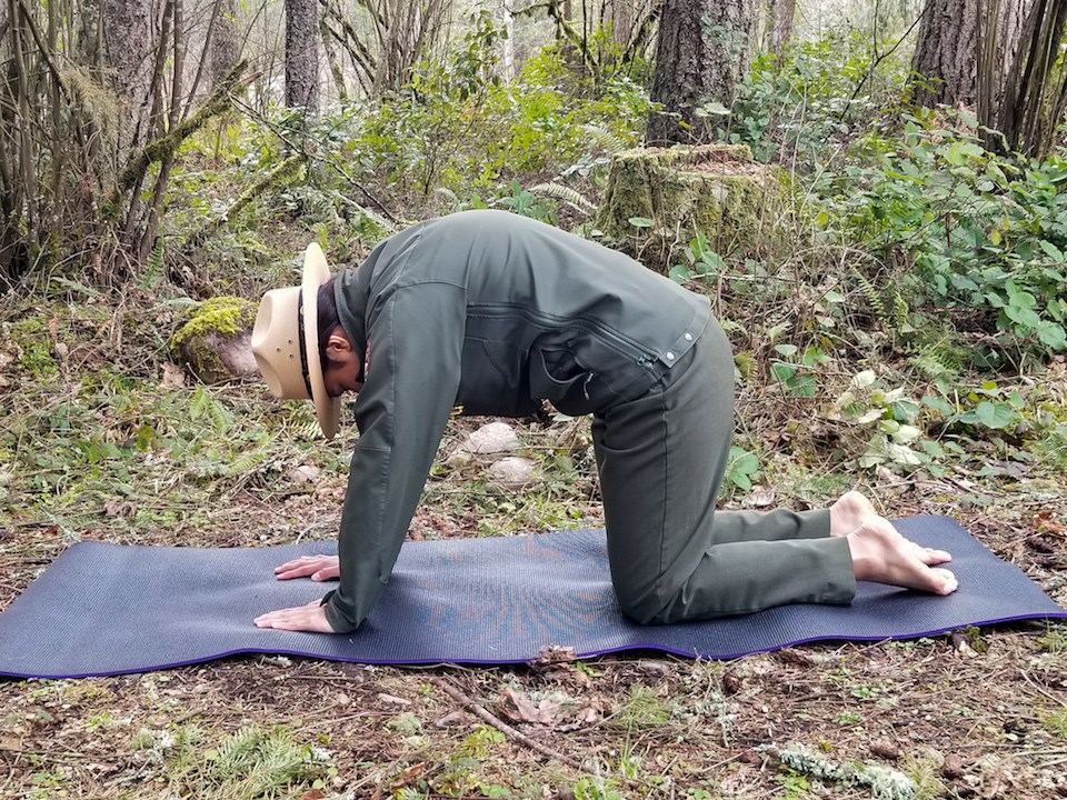 Mount Rainier Yoga: Mountain Lion Pose A ranger in a yoga pose on hands and knees with back arched upwards and head down.