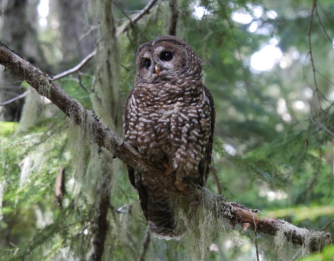 Owl with dark eyes, a round head, and a spotted breast perched on a lichen-covered branch.